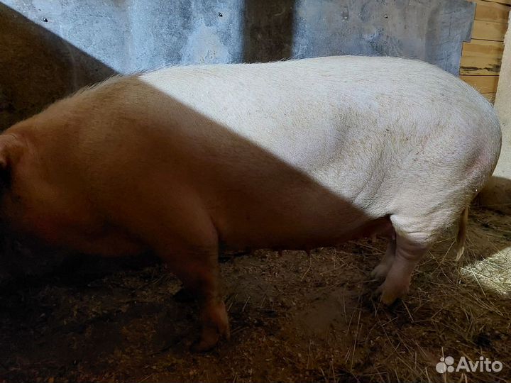 Свиноматка