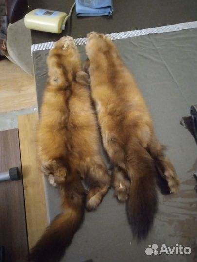 Продам 2 соболя
