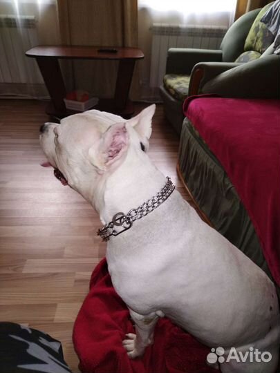 Домашняя гостиница для животных, передержка