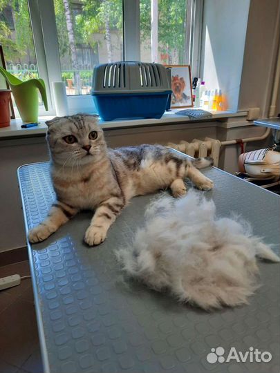 Стрижка кошек и собак, ветеринарный врач