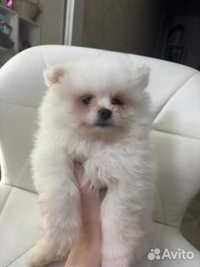 Щенки шпица