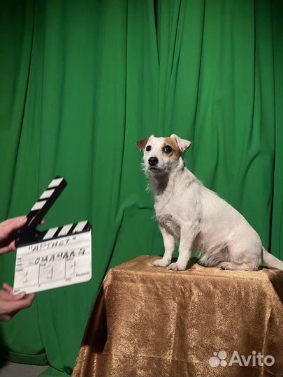 Джек Рассел терьер в аренду для съемок