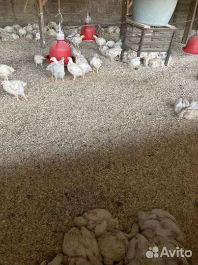 Бройлер живым весом