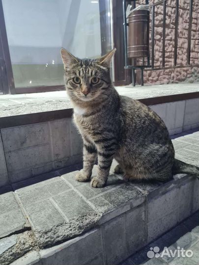 На улице пропадает ласковый котейка