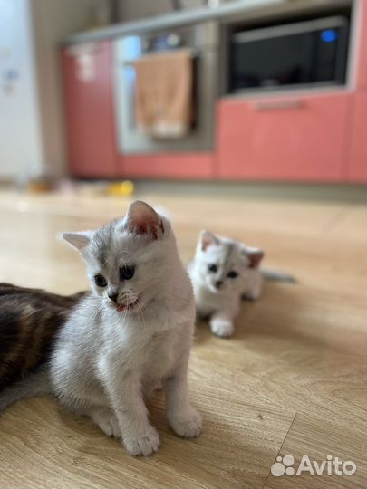 Британские котята
