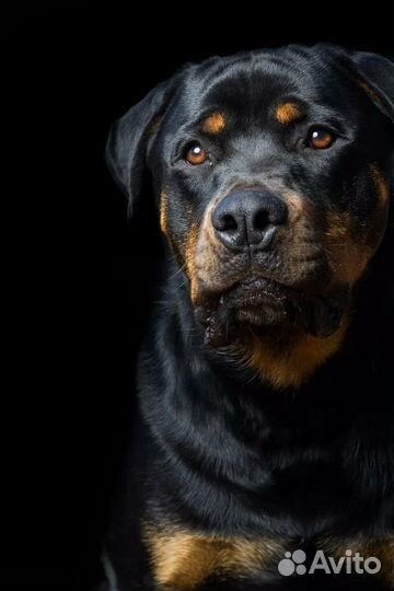 Вязка ротвейлер