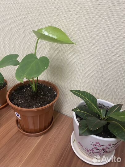 Комнатные цветы с горшками