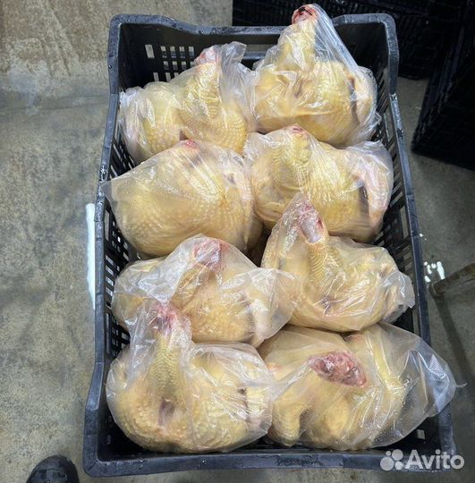 Домашние куры бройлеры