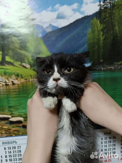 Котик мальчишка