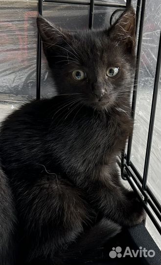Котенок кошка кот черная в добрые руки бездомная