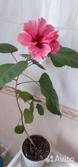 Гибискус китайская роза