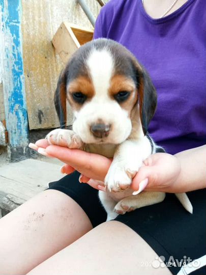 Щенки бигль