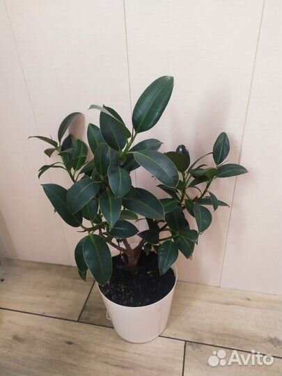 Фикус каучуконосный большой