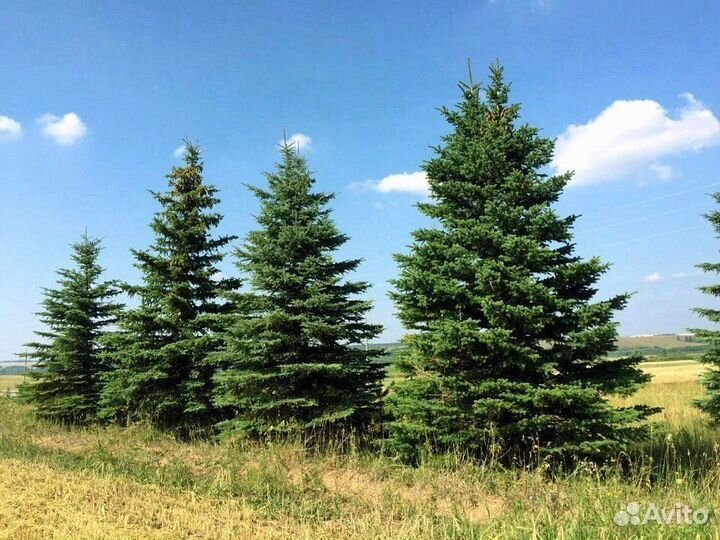 Ель обыкновенная (Picea abies)