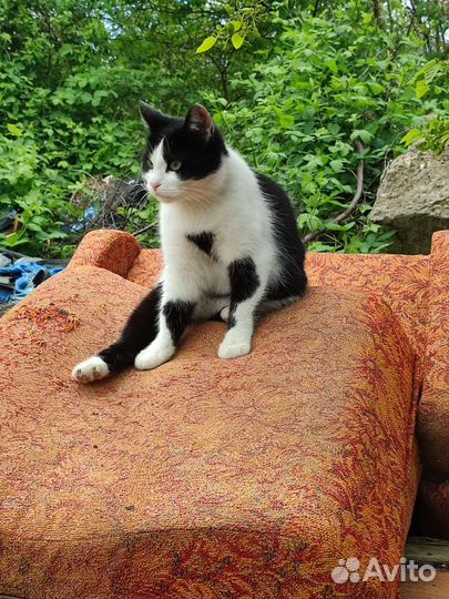 Тётя Мотя 1 год, стерилизована в добрые руки