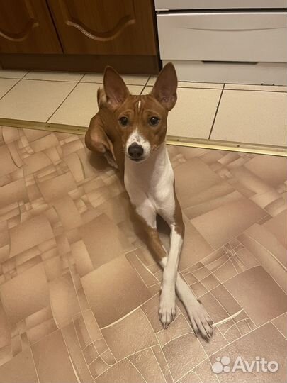 Басенджи 1 год