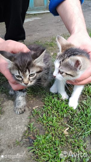 Котята В добрые руки приучены к лотку