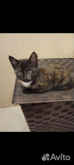 Котёнок девочка 2 месяца