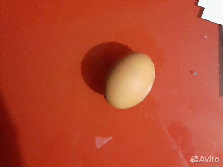 Продам 6 куриц петуха