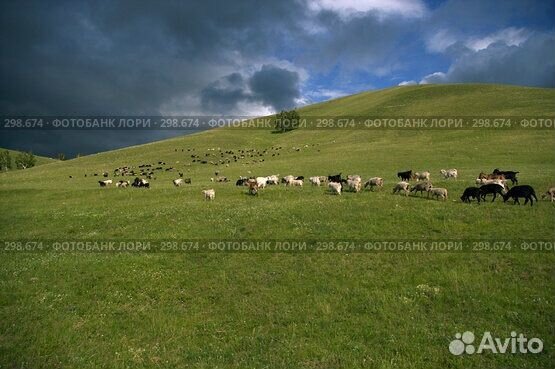 Отара овец с ягнятами