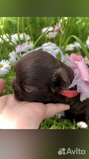 Малышка шоколадный йорк