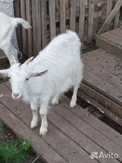 Коза, козел