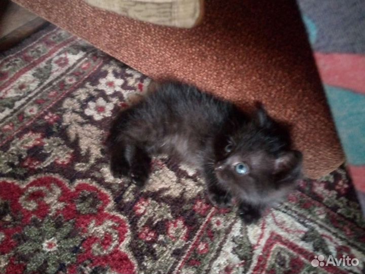 Кошечка бесплатно