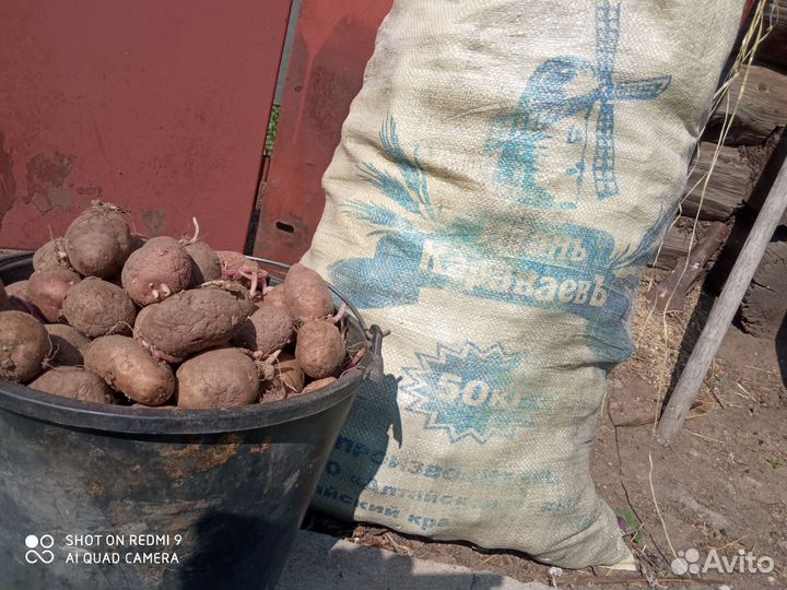 Семенной картофель