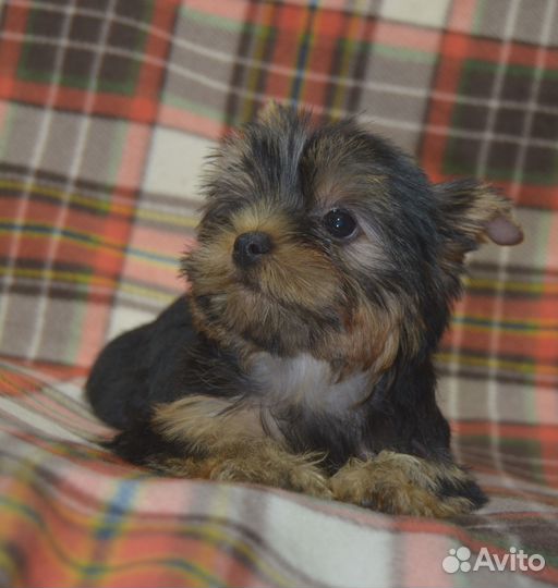 Йоркширский терьер девочка