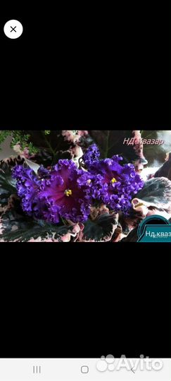 Детки, стартеры фиалок