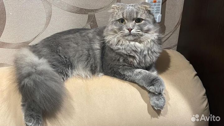 Шотландский кот вязка