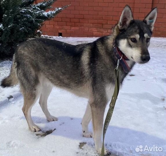 Собака ищет дом