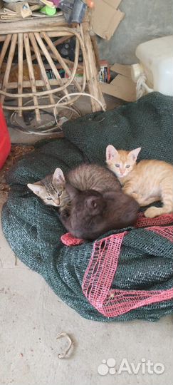 Котята в добрые руки