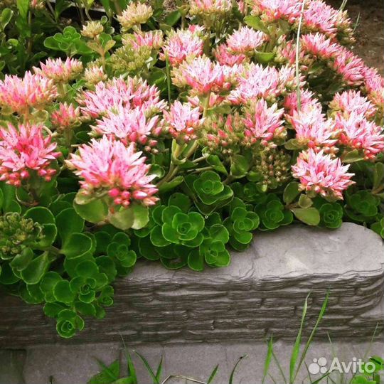 Многолетники почвопокровные