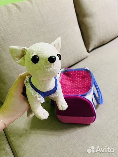 Собака chi chi love Чи-чи-лав