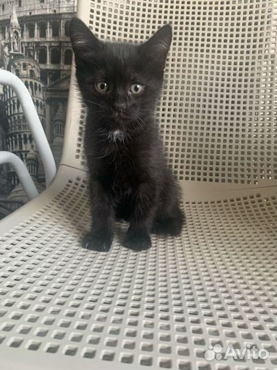 Кошка в дар