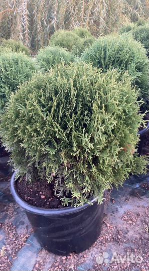 Туи шарообразные