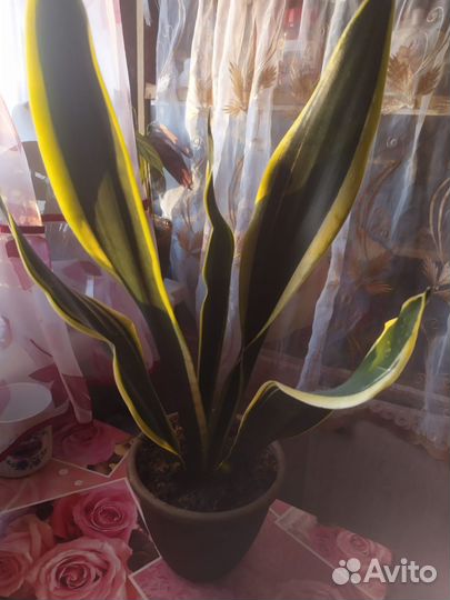 Сансевиерия (щучий хвост, тёщин язык)