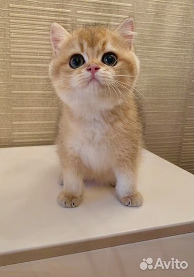 Великолепные золотые малыши британцы