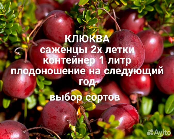 Клюква, брусника саженцы зкс