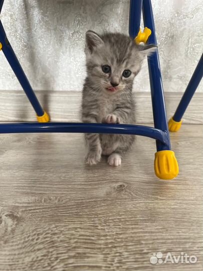 Котята породистые