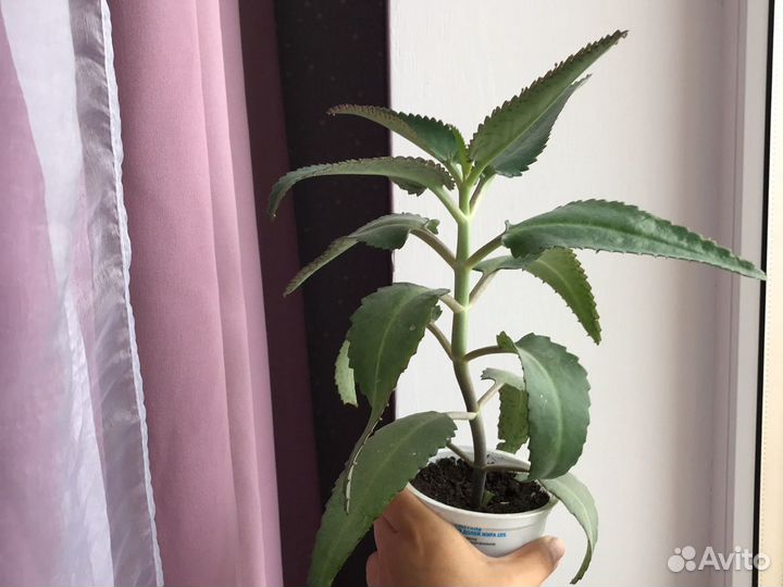 Каланхоэ лечебный