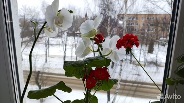 Герань пеларгония