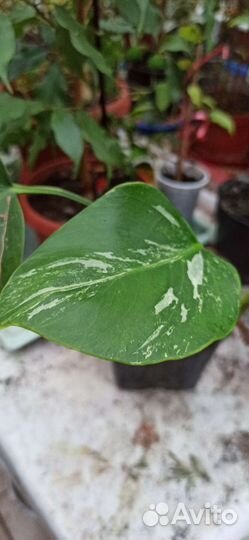 Монстера альба