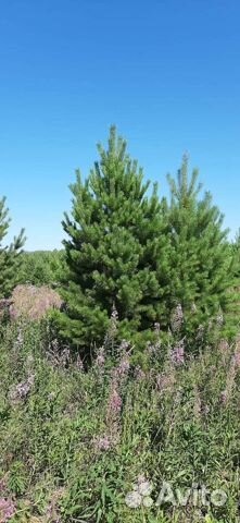 Саженцы сосны,березы итд