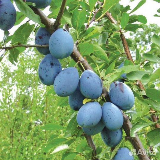Саженцы сливы синей
