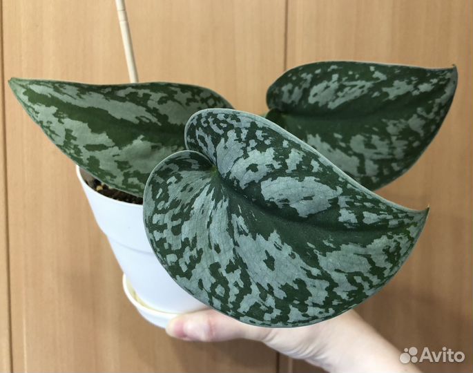 Сциндапсус эпипремнум