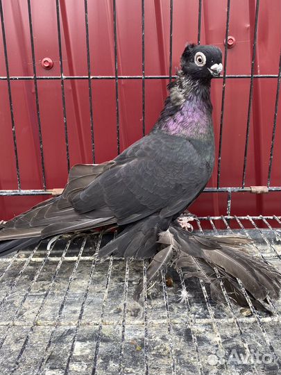 Голуби Узбекские двухчубве