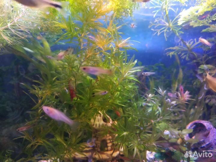 Аквариумные рыбки гуппи
