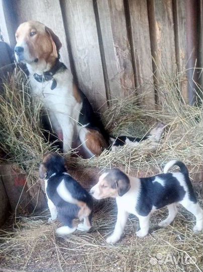 Щенок русская пегая гончая